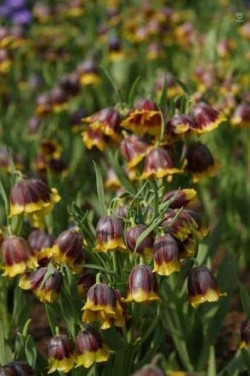 Bild von Fritillaria michailowskyi 