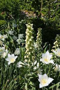 Bild von Fritillaria pers. Ivory-Bells