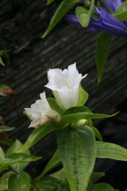 Bild von Gentiana asclepiadea Alba