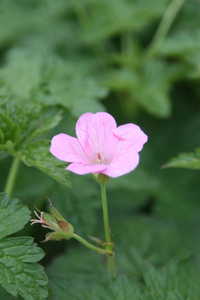 Bild von Geranium x-oxonianum Wargrave-Pink