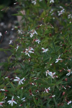 Bild von Gillenia stipulata