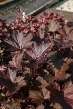 Bild von Heuchera americana Chocolate-Veil