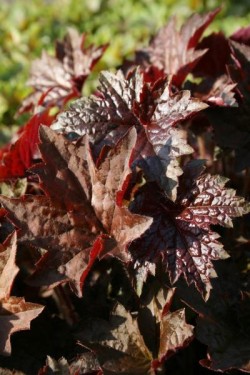 Bild von Heuchera americana Ruby-Veil