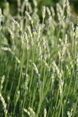 Bild von Lavandula angustifolia Hidcote-Blue-Strain