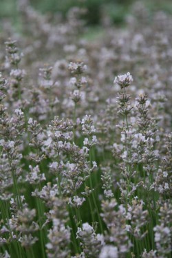 Bild von Lavandula angustifolia Loddon-Pink