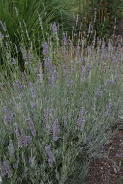 Bild von Lavandula x-interm. Fragr.Memories