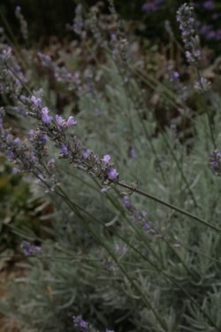 Bild von Lavandula x-interm. Nizza