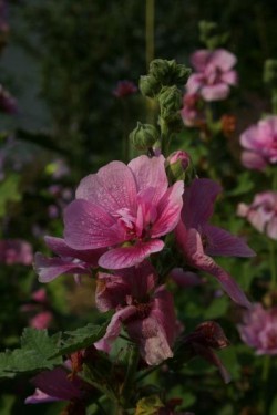 Bild von Malva sylvestris