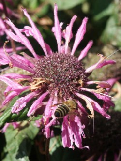 Bild von Monarda fistulosa Bee Lieve