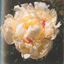 Bild von Paeonia x-lact. Mons.Dupont