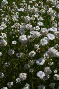 Bild von Petrorhagia saxifraga Alba-Plena