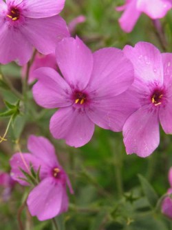 Bild von Phlox x-arendsii