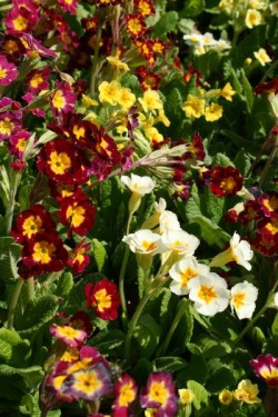 Bild von Primula x-hort. Gigantea