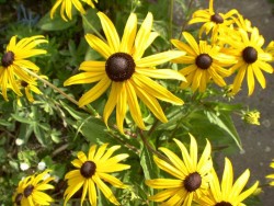 Bild von Rudbeckia fulgida Goldsturm