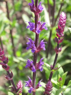 Bild von Salvia nemorosa Caradonna