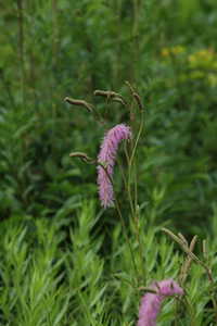 Bild von Sanguisorba Hybr. Lilac Squirrel