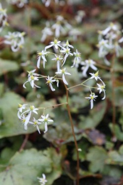 Bild von Saxifraga fortunei Rubrifolia