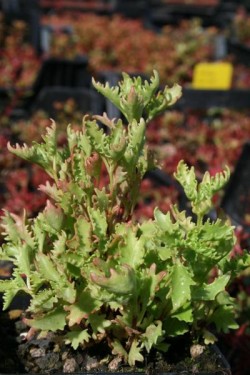 Bild von Sedum populifolium