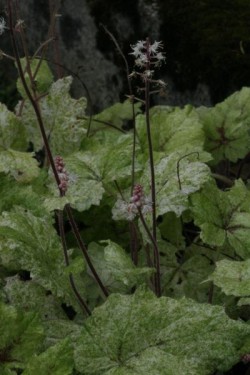 Bild von Tiarella x-cult. Mystic-Mist