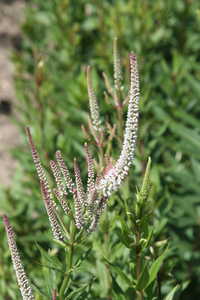 Bild von Veronicastrum sibiricum