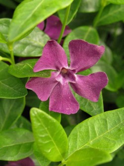 Bild von Vinca minor Rubra