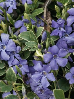 Bild von Vinca minor Variegata