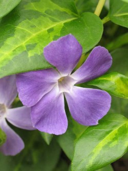 Bild von Vinca major Maculata