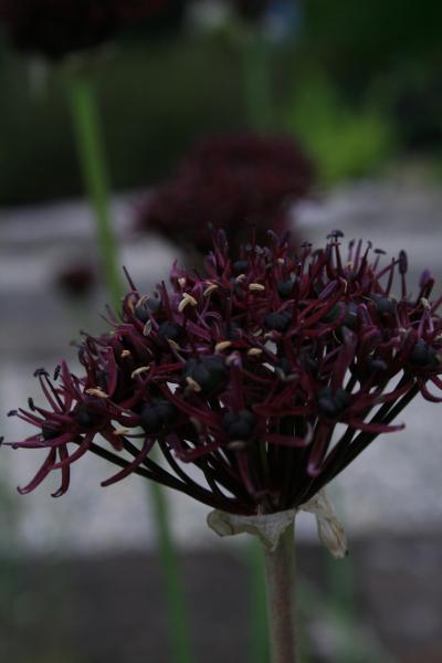 Bild von Allium atropurpureum