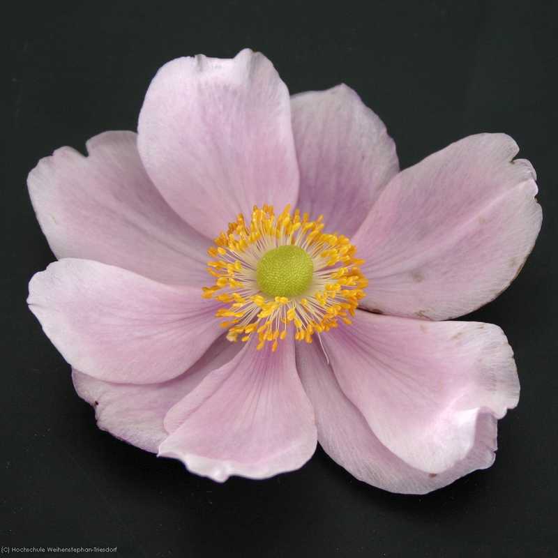 Bild von Anemone japonica 