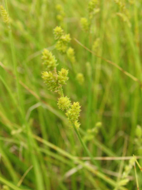 Bild von Carex canescens