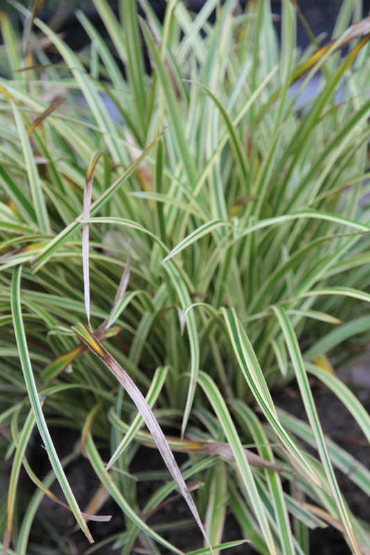 Bild von Carex foliosissima 