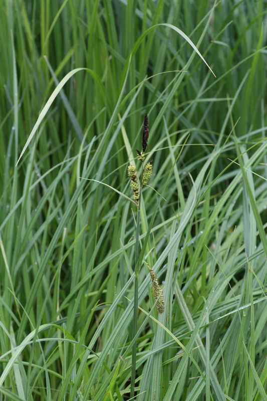 Bild von Carex gracilis