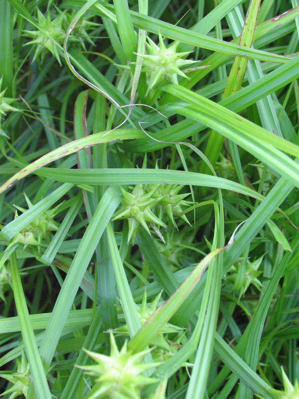 Bild von Carex grayi
