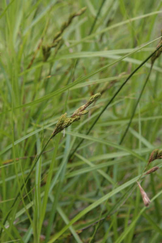 Bild von Carex muskingumensis