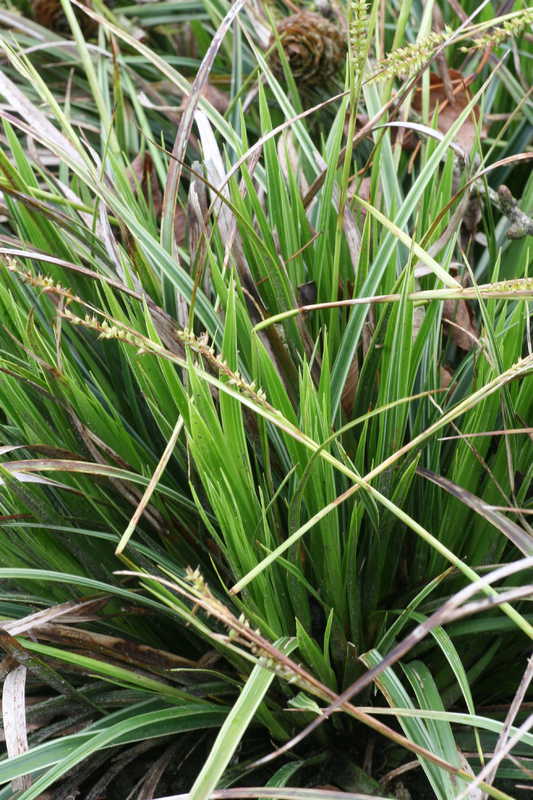 Bild von Carex morrowii 