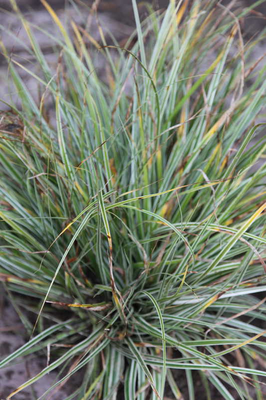 Bild von Carex oshimensis EverColor 