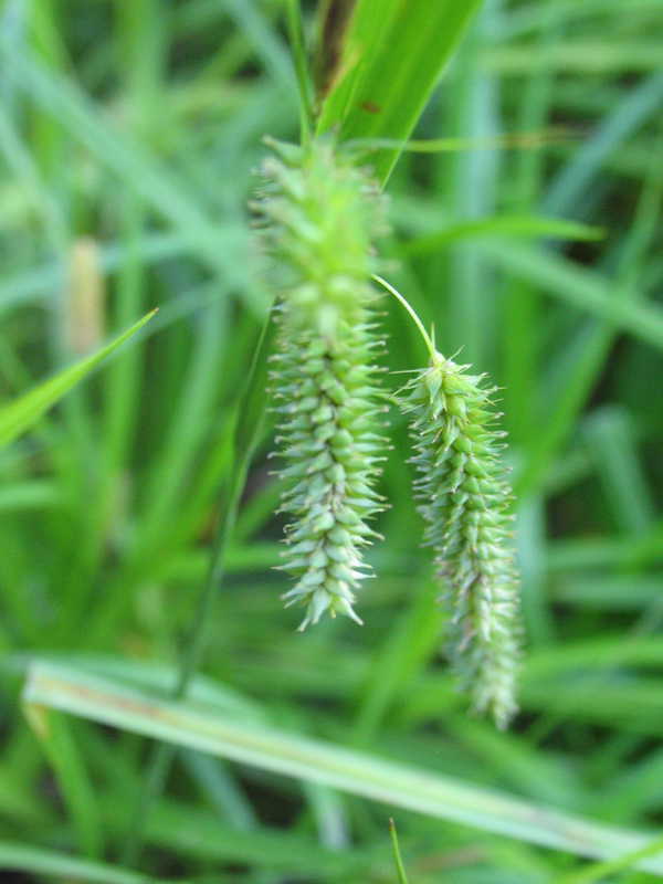 Bild von Carex pendula