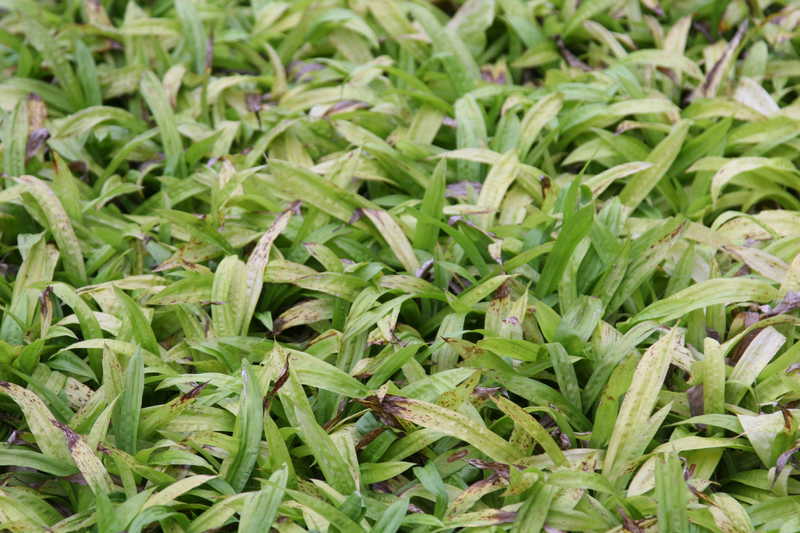 Bild von Carex plantaginea