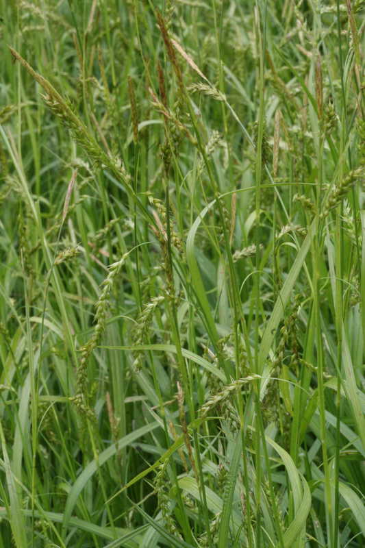 Bild von Carex sylvatica