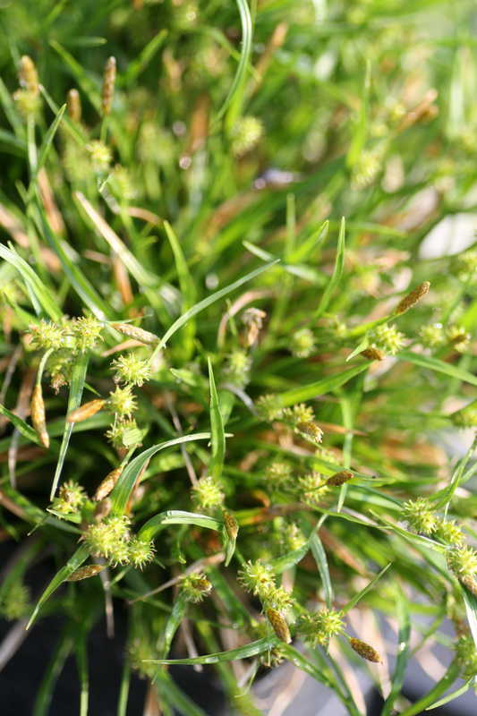 Bild von Carex umbrosa