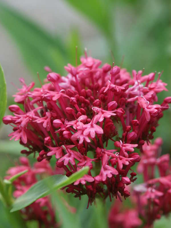Bild von Rotblühende Garten-Spornblume