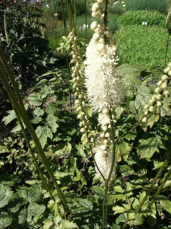 Bild von Cimicifuga racemosa cordifolia