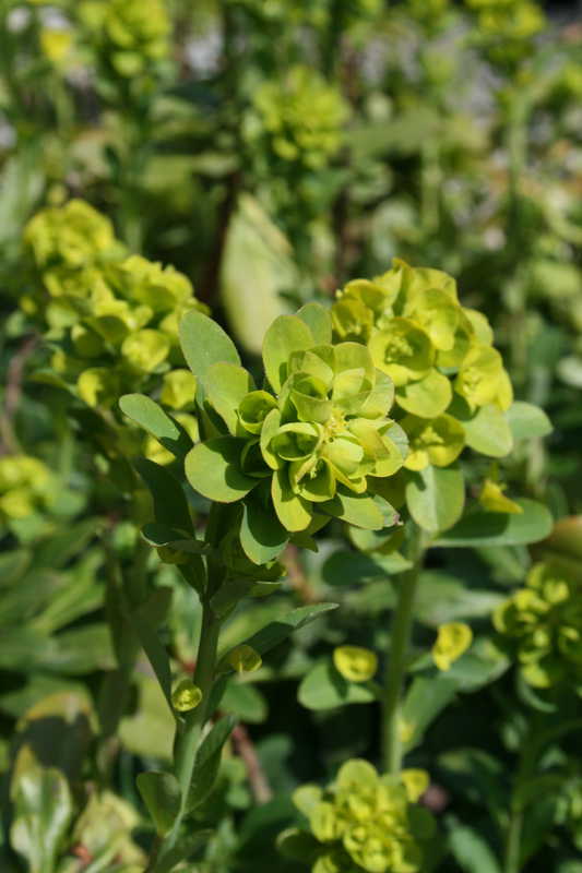 Bild von Euphorbia amygdaloides var. robbiaeLo¡(¡)