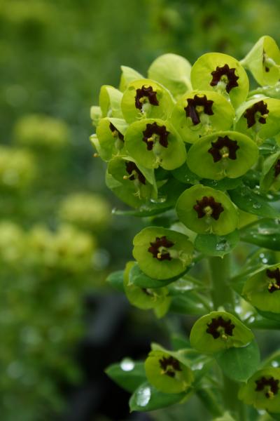 Euphorbia Cha Wul Humty Dumpty Lo Garten Wolfsmilch