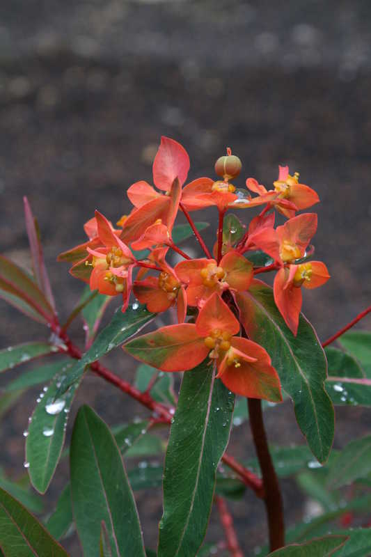 Bild von Euphorbia griffithii(¡) 