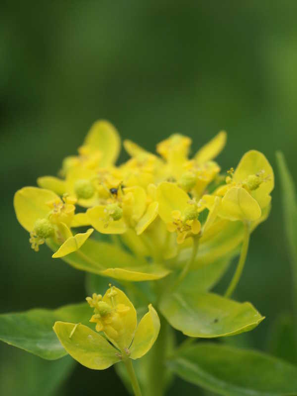 Bild von Euphorbia palustris¡(¡)