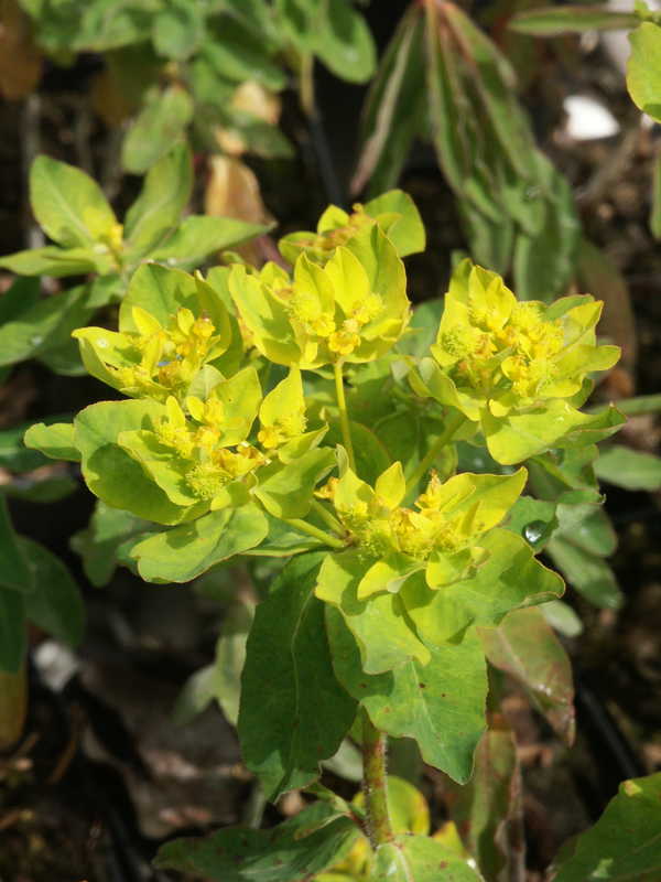 Bild von Euphorbia polychroma¡(¡)