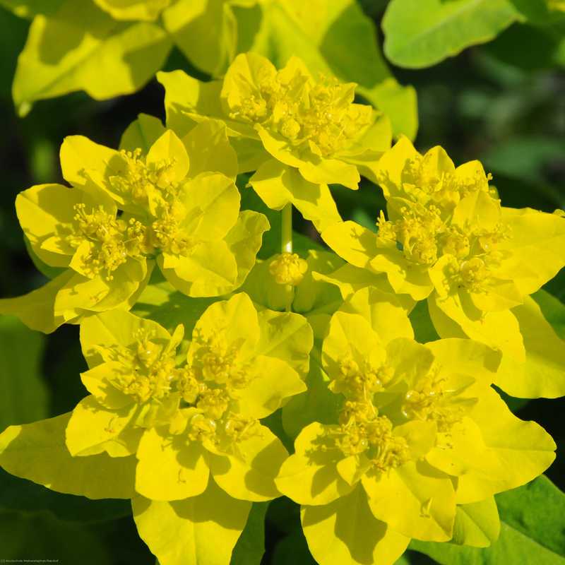 Bild von Euphorbia polychroma(¡) 
