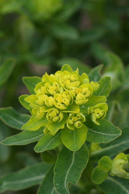 Bild von Euphorbia palustris(¡) 