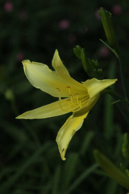Bild von Hemerocallis altissima